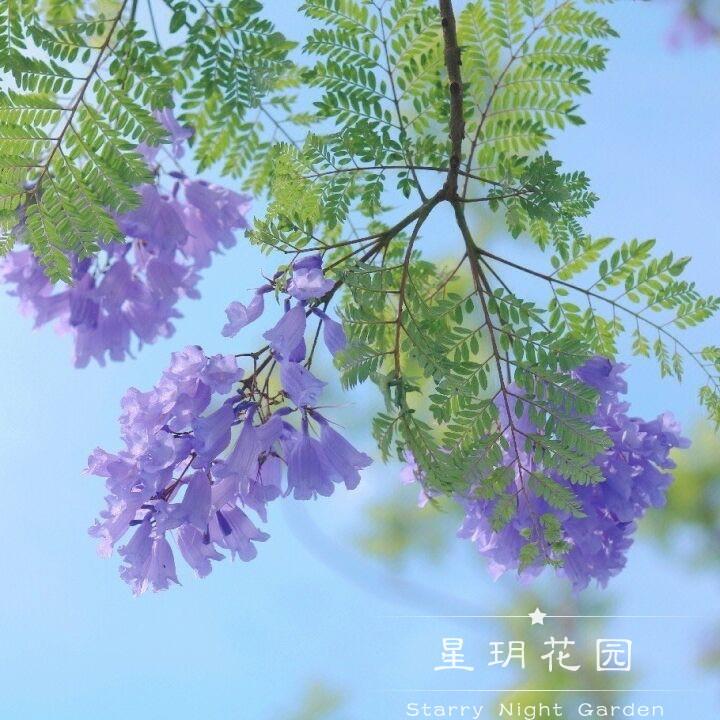 多年生花卉蓝花楹蓝楹花树苗盆栽绿植别墅花园树灌木庭院别墅植物