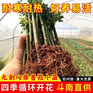 蔷薇花苗爬藤四季月季小苗耐寒耐热院子里适合种的花爬墙家庭厂家