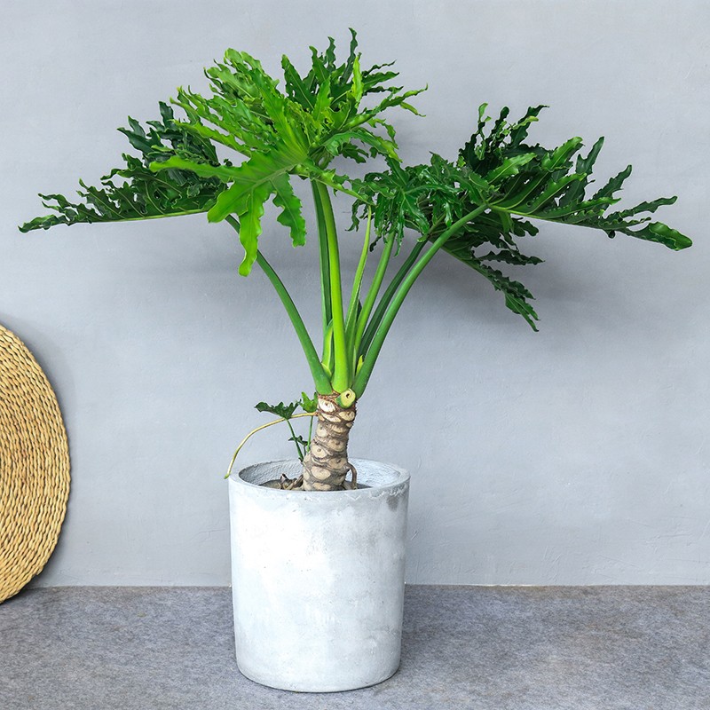 龙鳞春羽老桩大号绿植盆栽办公室客厅盆景净化空气室内观叶大植物