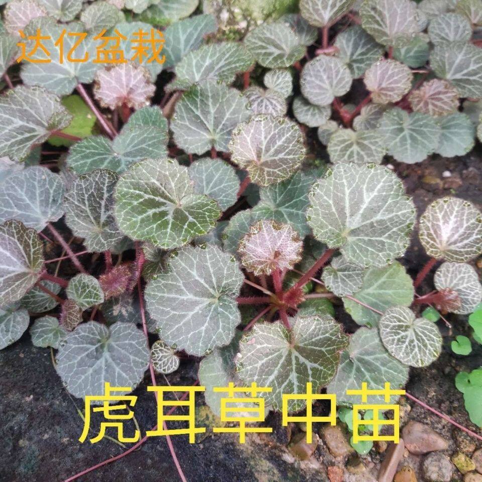 现摘虎耳草金丝荷叶苗假山造景室内花卉绿植吊金钱好养活观赏花卉
