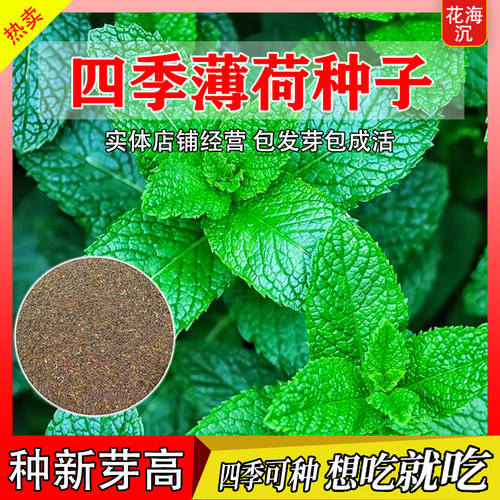 食用薄荷种子柠檬薄荷种子防虫花草植物种子四季阳台薄荷盆栽可食