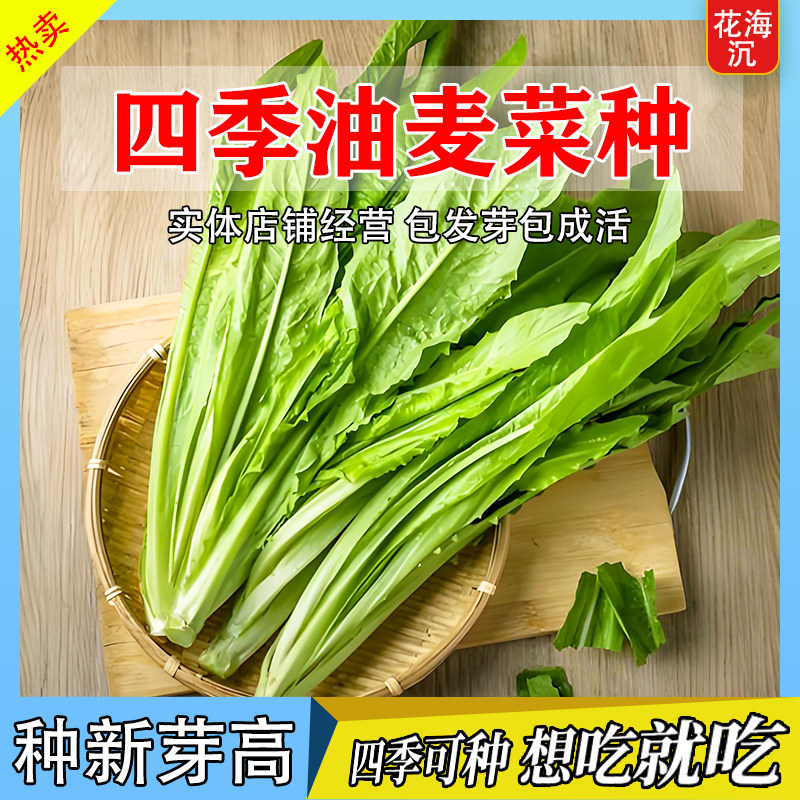 油麦菜种子大叶耐热四季阳台盆栽油麦苦菜青菜农家蔬菜种籽