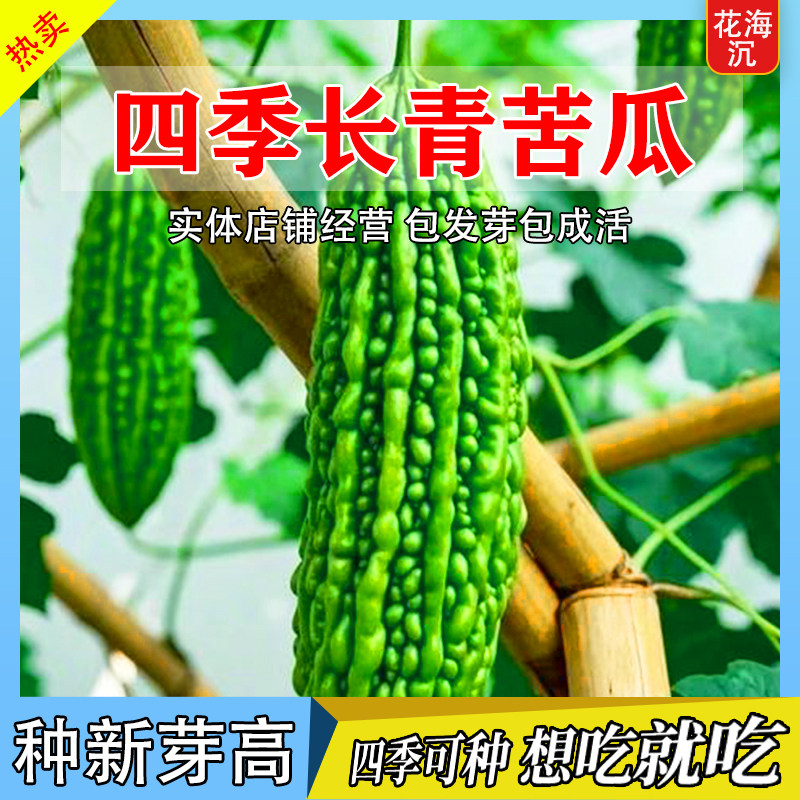 荷兰高产苦瓜种子种籽苗嫁接带土大全孑苹果蔬菜秧苗四季菜苗秧白