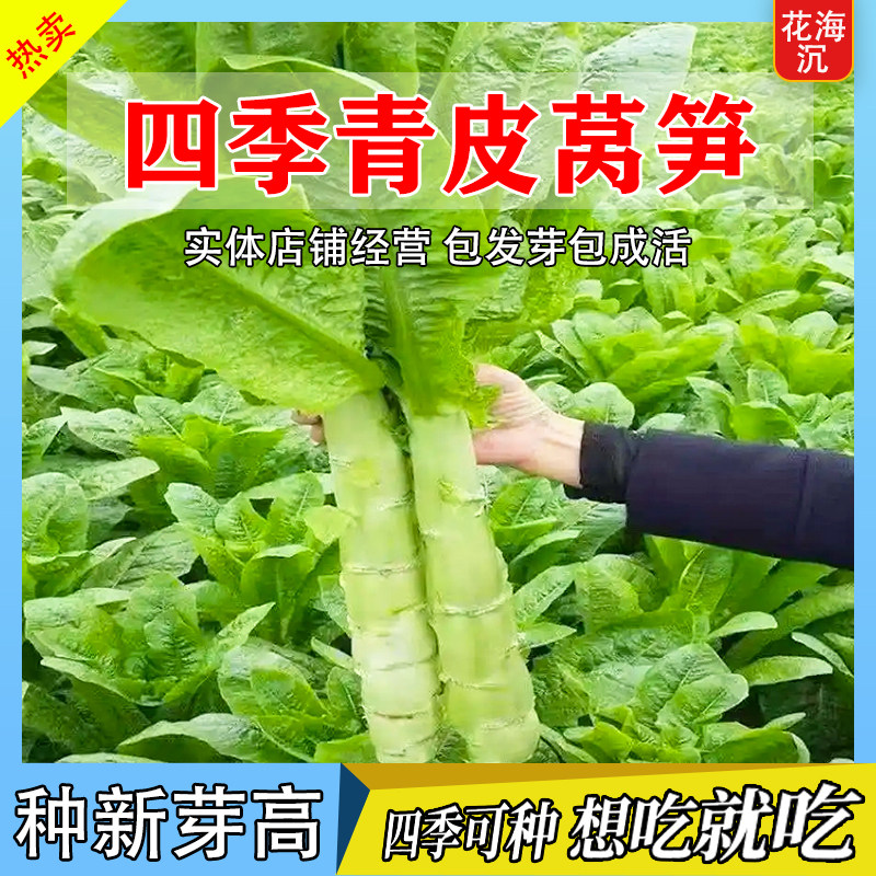 秋莴笋种子菜种青皮绿肉窝笋莴苣种籽高产耐热春秋冬播种蔬菜种籽