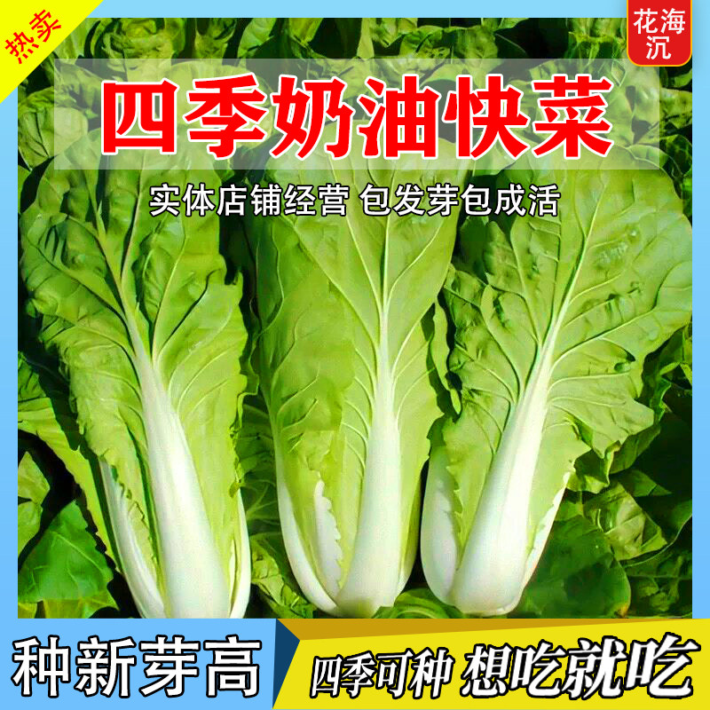 奶油快菜种子小白菜种籽四季蔬菜青菜菜种孑子籽种大全白莱快菜种