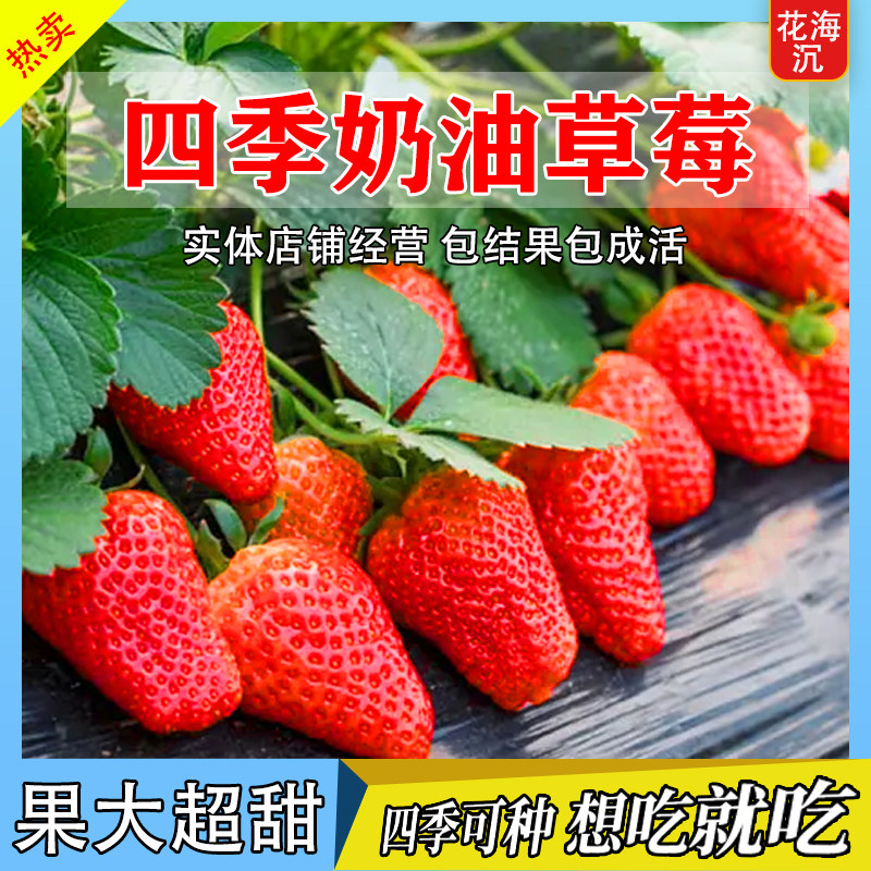 奶油草莓种子籽四季结果高产室内外盆栽庭院水果种籽蔬菜种籽大全