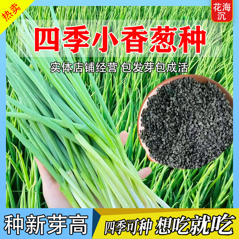 四季小香葱种子庭院阳台盆栽小葱种籽四季播易种农家菜园蔬菜种子