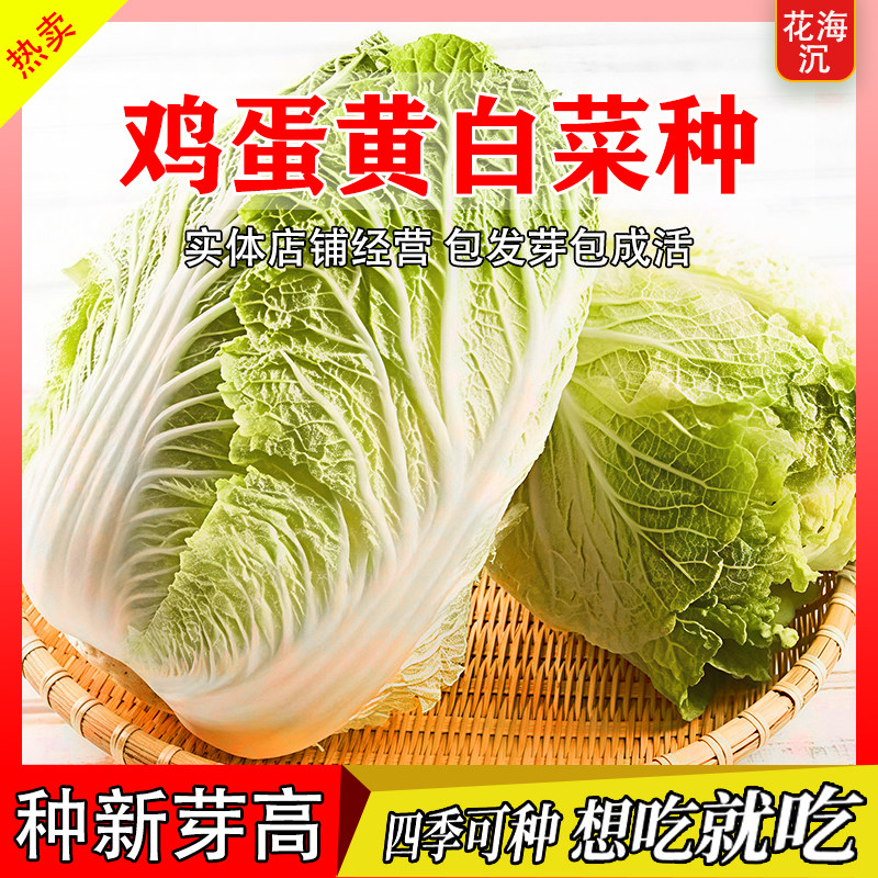 鸡蛋黄奶油大白菜种子真好吃黄心大白菜种籽四季播种蔬菜种子大全