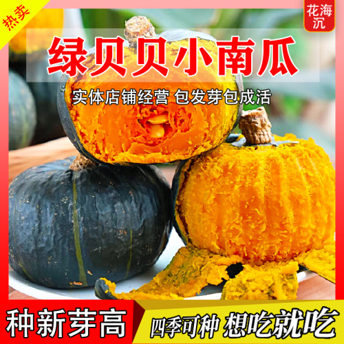 绿贝贝高产小南瓜种子板栗味秧蔬菜种籽苗孑惠和一号秧苗大全菜种