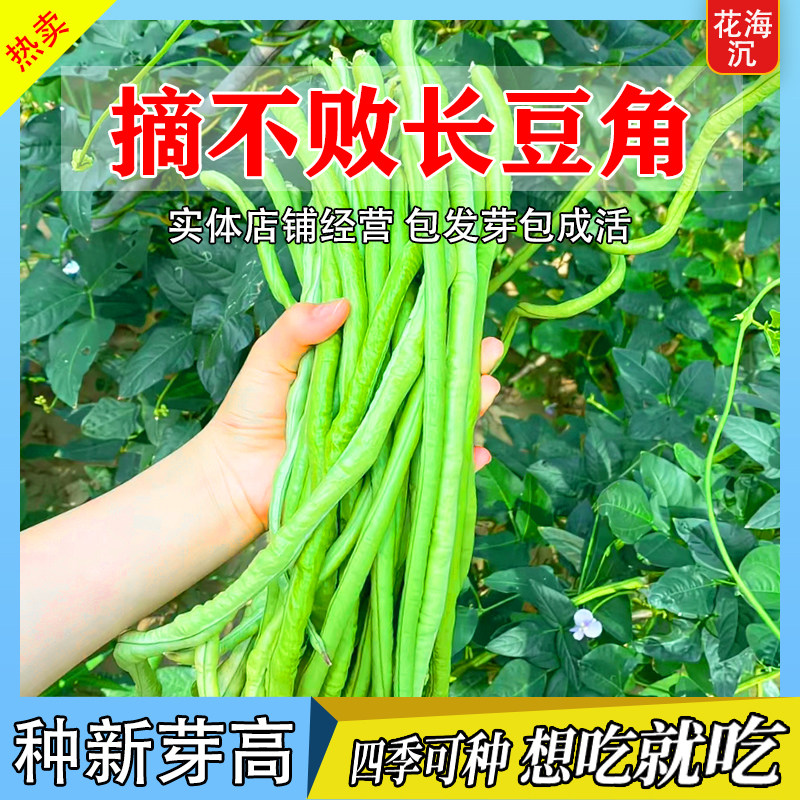 长豆角种子压塌架小五叶特长豇豆种籽庭院田园爬藤一点红蔬菜种孑