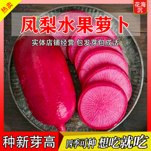 脆甜凤梨水果萝卜种子生吃紫美人萝卜四季阳台盆栽种水果萝卜种子