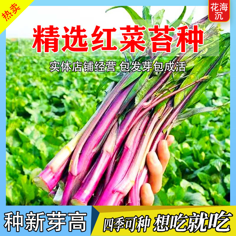 精选红菜苔种子菜心十月红紫菜苔红菜苔种植农家庭院四季蔬菜种子