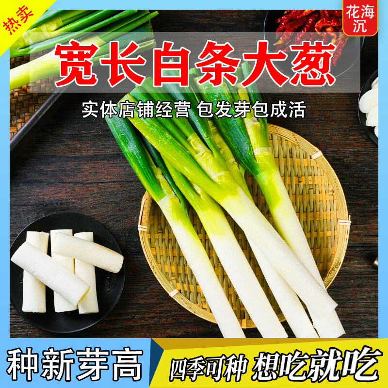 长白条大葱种子铁杆大葱种子四季高产庭院田园香葱小葱种蔬菜种孑