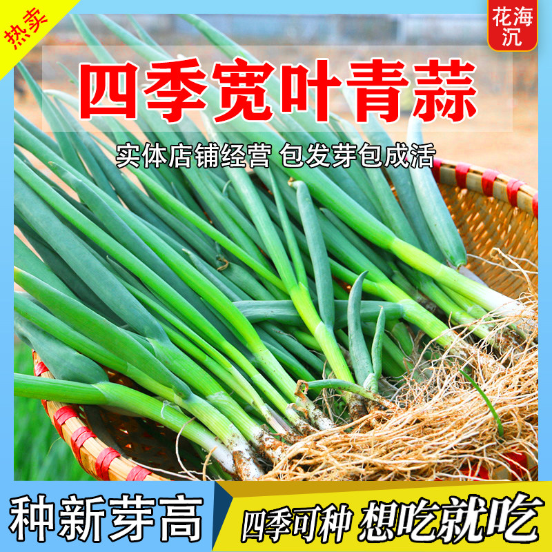 蒜苗韭葱种子种籽孑青蒜洋蒜苗洋大蒜 四季籽种高产菜籽蔬菜菜蒜