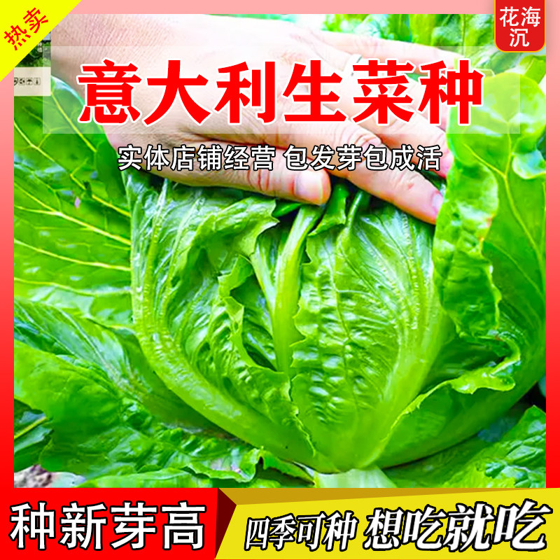 意大利生菜王奶油生菜种子罗马紫孔雀菜籽春夏季耐热高温蔬菜种籽