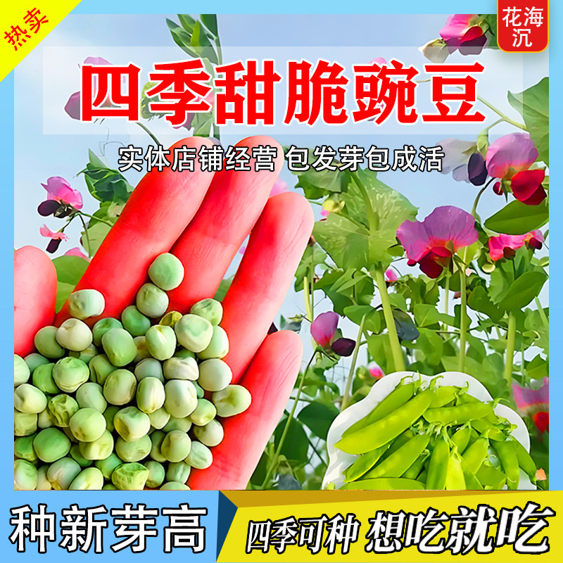 荷兰豆种籽种子豌豆苗四季甜蔬菜豌豆种籽孑籽种莱蚕豆菜籽尖碗豆