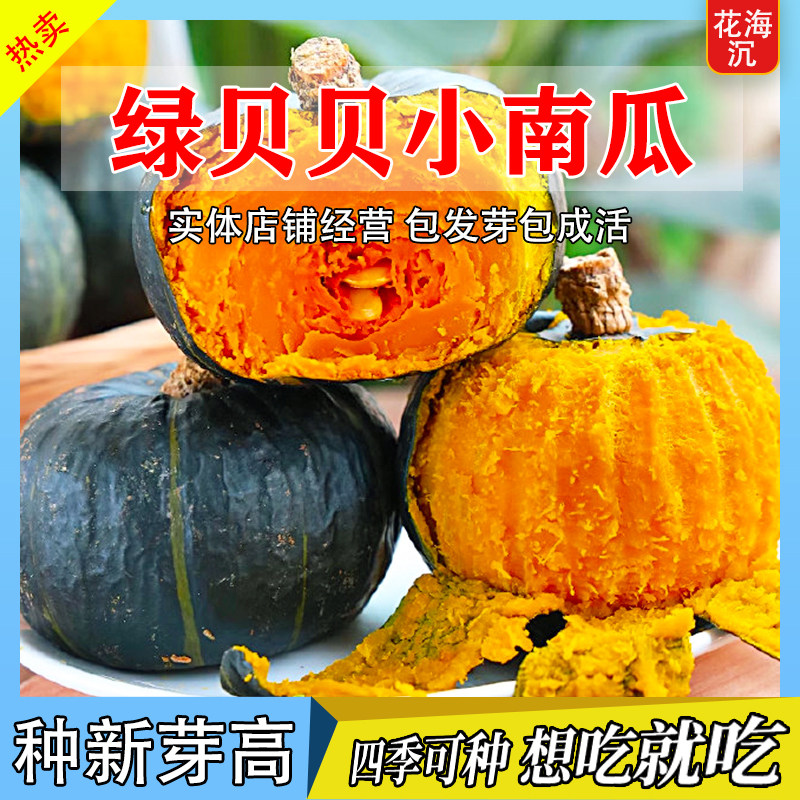 绿贝贝高产小南瓜种子板栗味秧蔬菜种籽苗孑惠和一号秧苗大全菜种