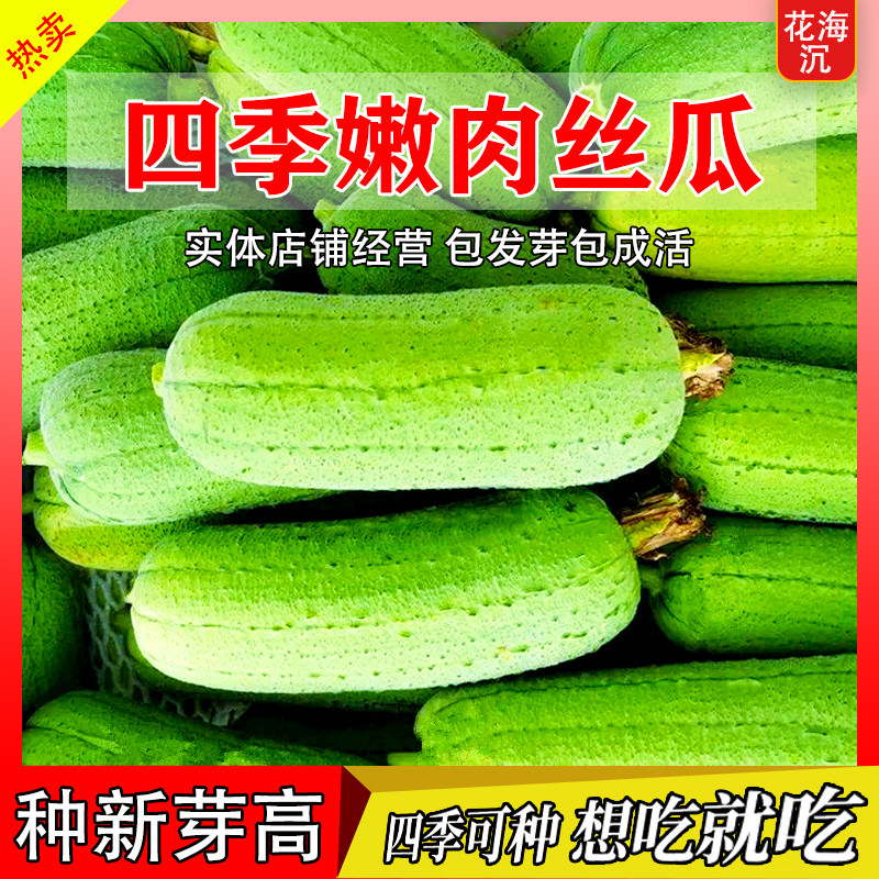 香嫩肉丝瓜种子四季高产早熟肉丝瓜种子春秋季丝瓜籽农家蔬果种子