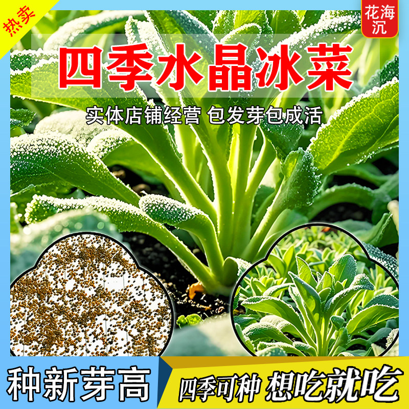 冰菜种子冰晶冰菜种籽阳台盆栽家庭小院蔬菜四季耐热耐寒冰草籽种