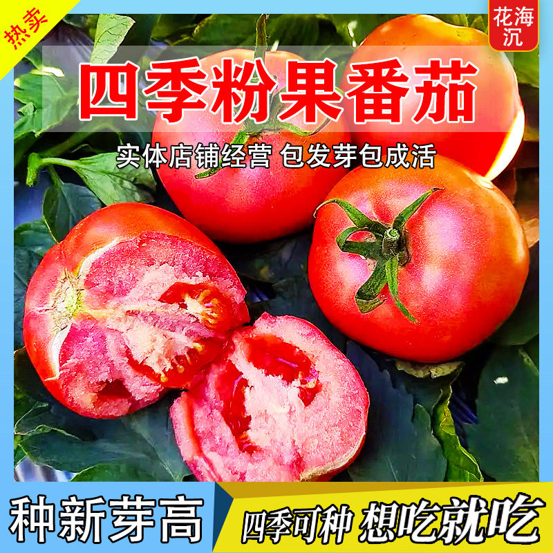 普罗旺斯西红柿种子种籽苗秧孑水果夏季种的菜种番茄菜苗大全秧苗