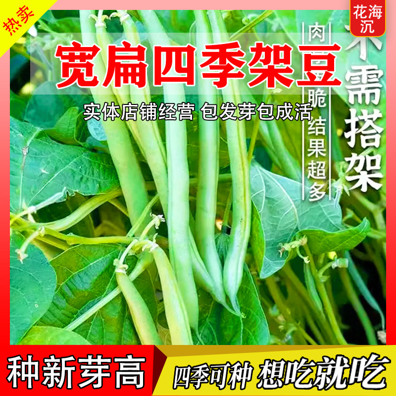 无筋四季豆种孑泰国架豆王春秋季高产长豆角种子爬藤蔬菜种子大全
