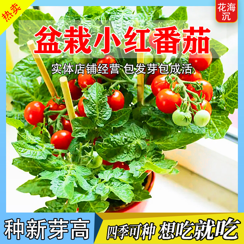 矮生小番茄种子盆栽秋冬季西红柿圣女果种籽菜籽蔬菜种子水果番茄