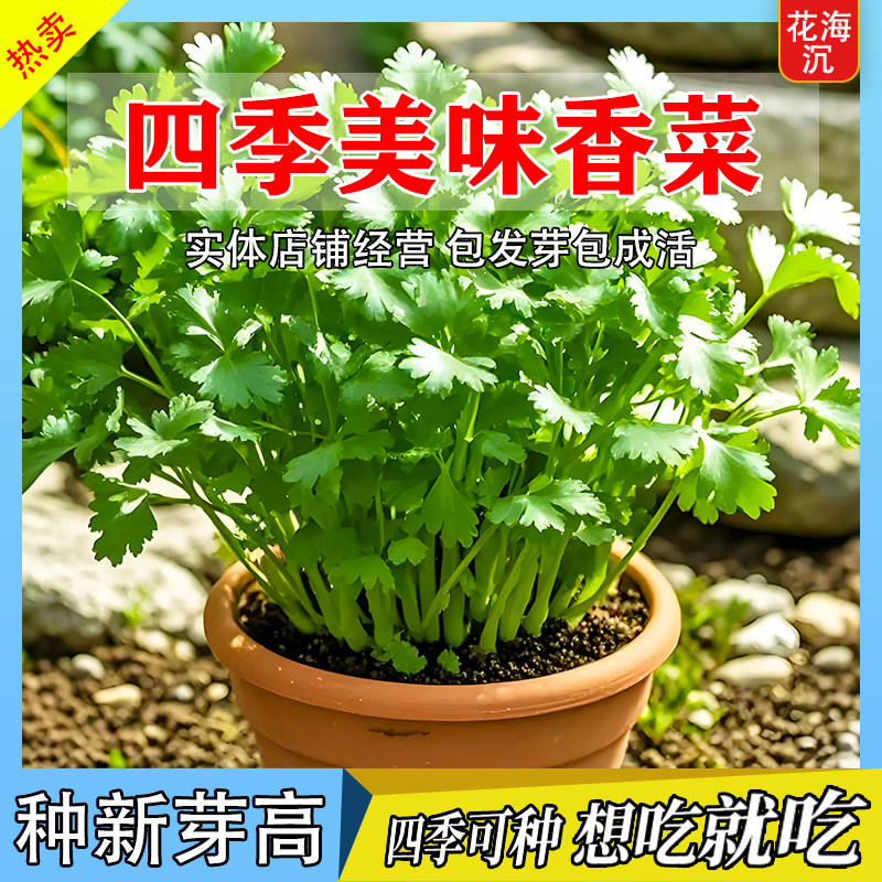 香菜种子大全农家老品种香菜大叶芫荽种四季春夏秋季耐热阳台盆栽