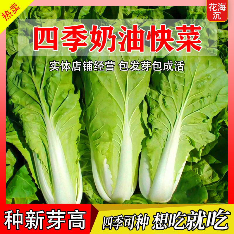奶油快菜种子小白菜种籽四季蔬菜青菜菜种孑子籽种大全白莱快菜种