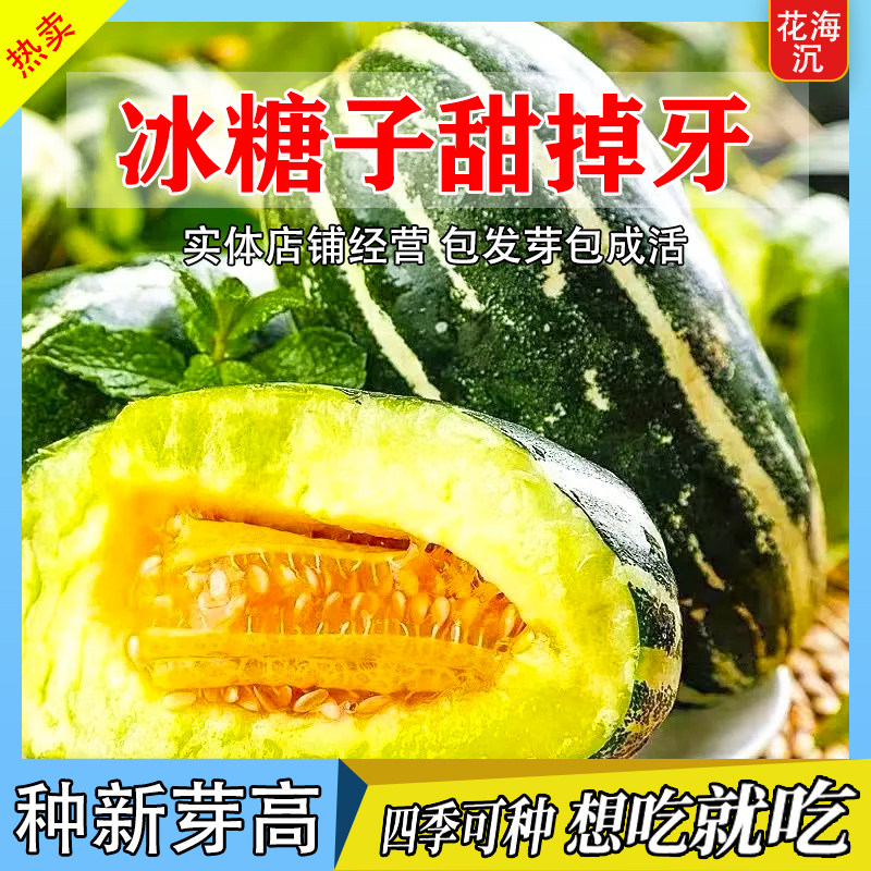 甜瓜种子冰糖子香瓜种籽羊角蜜薄皮高产四季播种特大甜掉牙老品种