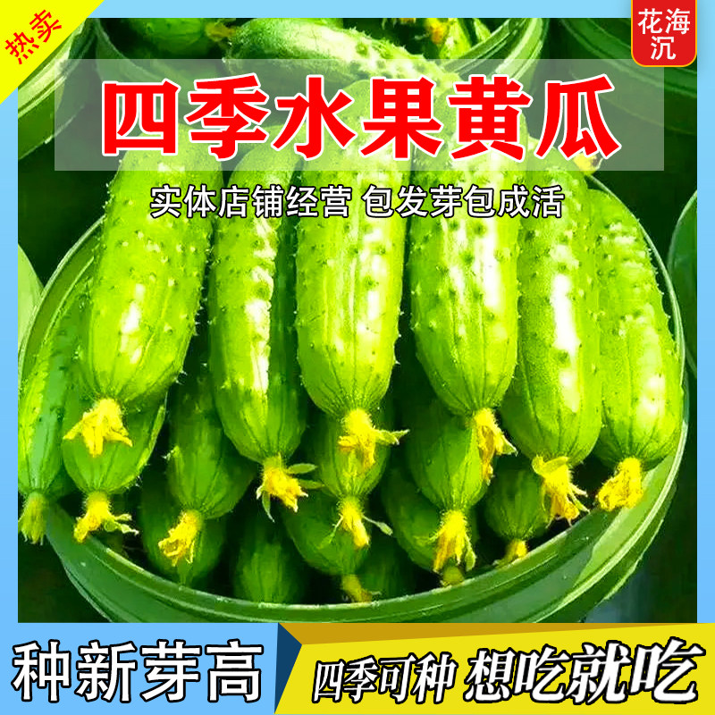 水果黄瓜种子旱黄瓜水果种籽唐山青瓜籽高产四季盆栽阳台蔬菜种孑
