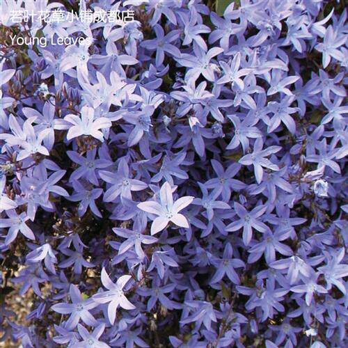 垂吊风铃草campanula poscharskyana蓝花 蓝色 盆栽 丰花 耐寒