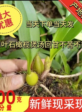 深山新鲜石橄榄草新鲜单叶岩珠石枣生石仙桃广东福建炖汤味美煲汤