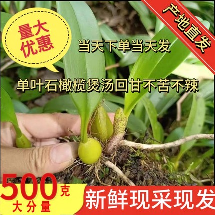 深山新鲜石橄榄草新鲜单叶岩珠石枣生石仙桃广东福建炖汤味美煲汤