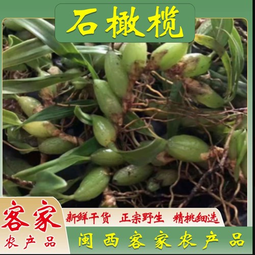 新鲜石橄榄排头双叶小果双叶中果石仙桃生岩珠果上叶山货现采现发