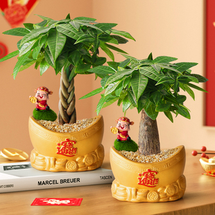 发财树小盆栽客厅室内旺宅招财树植物办公室桌面绿植花卉开业送礼