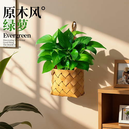 壁挂绿萝盆栽室内好养垂吊绿植