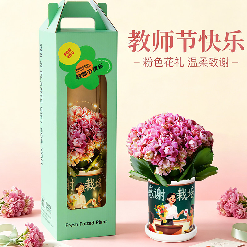 高端长寿花盆栽办公室桌面绿植鲜花礼物开花植物教师节送女老师