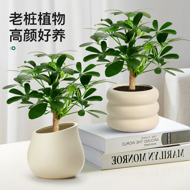 鸭脚木老桩盆栽室内客厅招财树