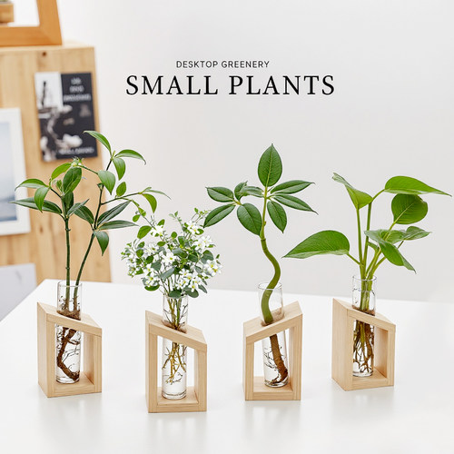 水培植物水养办公室桌面