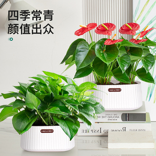 绿萝盆栽红掌白掌室内植物客厅桌面小绿植吉利红盆景四季 净化空气