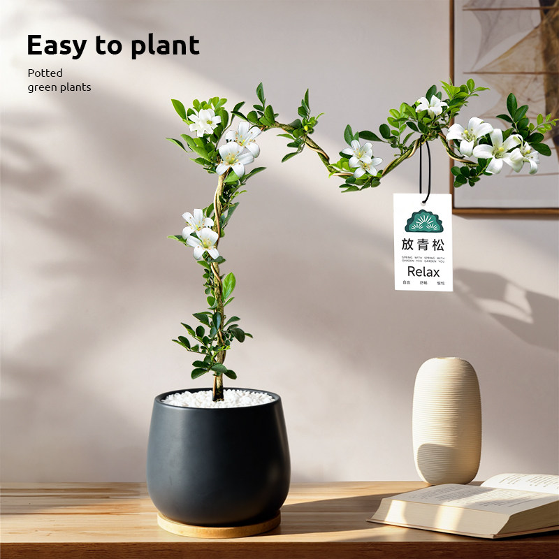 文人九里香盆栽绿植室内办公室客厅好养活植物七里香老桩盆景四季,鲜花速递/花卉仿真/绿植园艺,绿植,淘宝优惠券,粉丝福利购,淘宝优惠卷