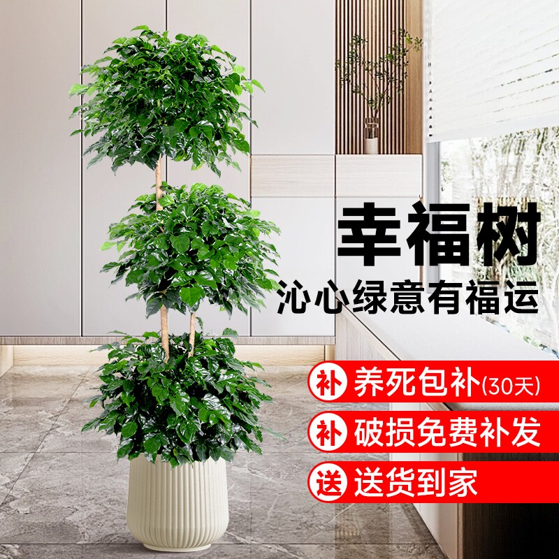 幸福树绿宝盆栽植物室内办公室盆景乔迁大型绿植客厅高级落地花卉