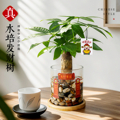 水培植物发财树办公室招财绿植