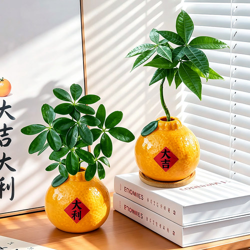 水培植物发财树桌面水养鸭脚木