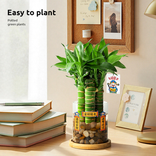 水培文昌竹4支金榜题名植物小盆栽高考书桌绿植室内桌面水养易活