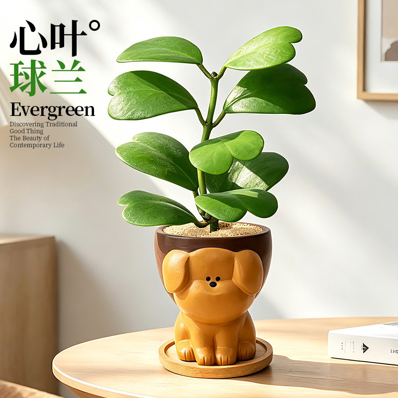 心叶球兰多肉植物室内阳台小盆栽爱心肉肉绿植花卉办公室桌面摆件