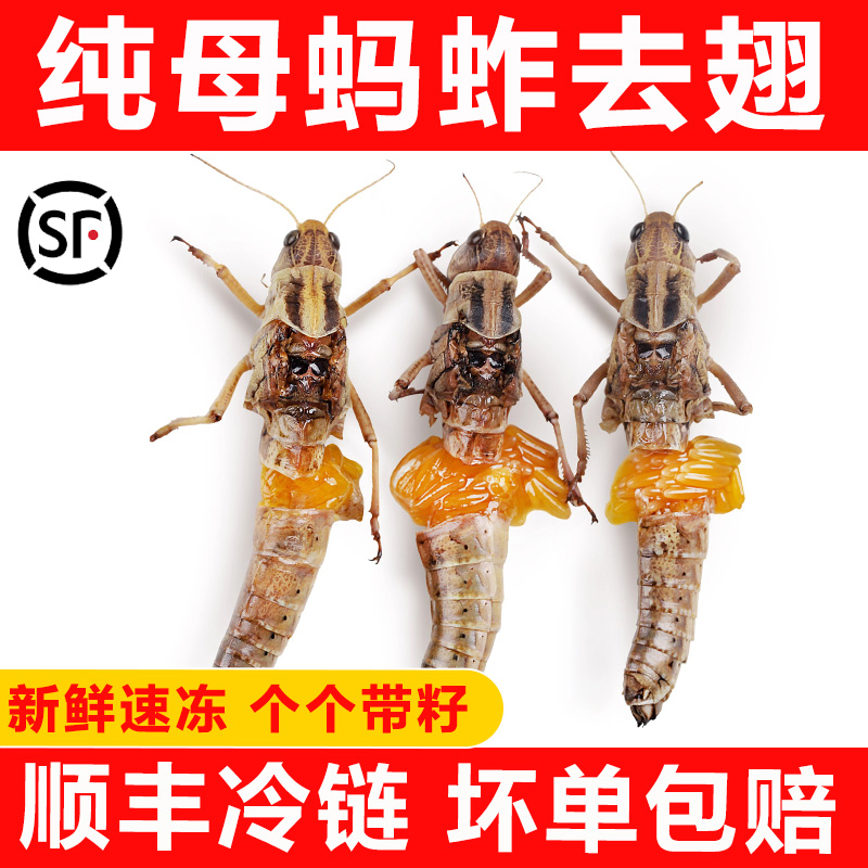 【顺丰包邮】新鲜纯母去翅膀蚂蚱