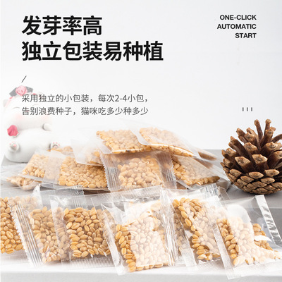 猫草水培自种化毛草去毛球促消化