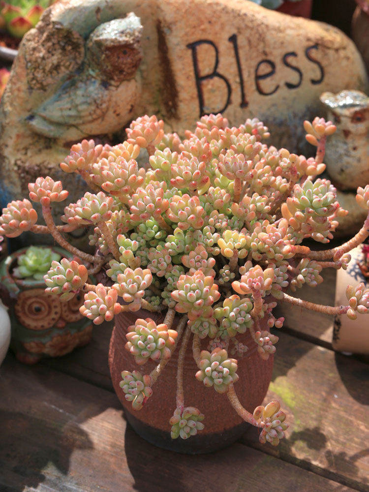 绿粉豆老桩大株多肉植物易养爆盆吸甲醛肉肉绿植盆栽云南直发花卉