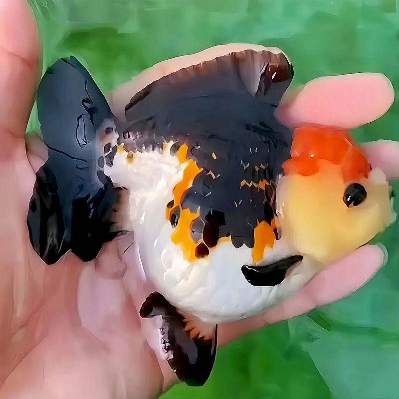 精品三色玛丽泰狮金鱼活鱼黑白百褶进口f1观赏鱼苗冷淡水好养耐活